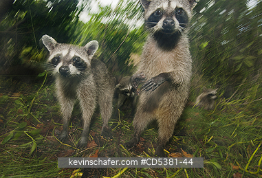 RACCOON, PYGMY: Pygmy Raccoon (Procyon pygmaeus) Endemic to Cozumel Island, Mexico : Critically Endangered