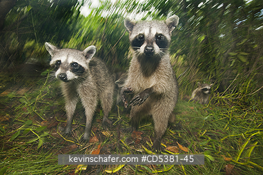 RACCOON, PYGMY: Pygmy Raccoon (Procyon pygmaeus) Endemic to Cozumel Island, Mexico : Critically Endangered