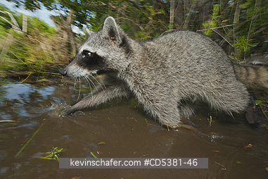 RACCOON, PYGMY: Pygmy Raccoon (Procyon pygmaeus) Endemic to Cozumel Island, Mexico : Critically Endangered