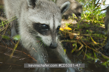 RACCOON, PYGMY: Pygmy Raccoon (Procyon pygmaeus) Endemic to Cozumel Island, Mexico : Critically Endangered