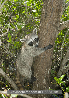 RACCOON, PYGMY: Pygmy Raccoon (Procyon pygmaeus) Endemic to Cozumel Island, Mexico : Critically Endangered