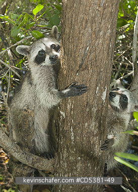 RACCOON, PYGMY: Pygmy Raccoon (Procyon pygmaeus) Endemic to Cozumel Island, Mexico : Critically Endangered