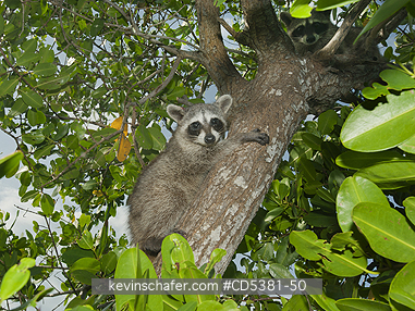 RACCOON, PYGMY: Pygmy Raccoon (Procyon pygmaeus) Endemic to Cozumel Island, Mexico : Critically Endangered