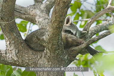 RACCOON, PYGMY: Pygmy Raccoon (Procyon pygmaeus) Endemic to Cozumel Island, Mexico : Critically Endangered, sleeping in mangrove canopy