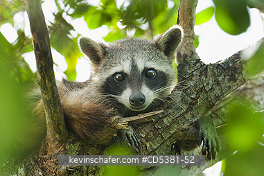 RACCOON, PYGMY: Pygmy Raccoon (Procyon pygmaeus) Endemic to Cozumel Island, Mexico : Critically Endangered,  in forest canopuy
