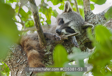 RACCOON, PYGMY: Pygmy Raccoon (Procyon pygmaeus) Endemic to Cozumel Island, Mexico : Critically Endangered