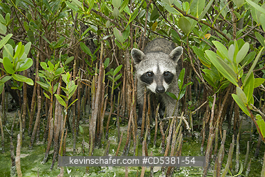 RACCOON, PYGMY: Pygmy Raccoon (Procyon pygmaeus) Endemic to Cozumel Island, Mexico : Critically Endangered