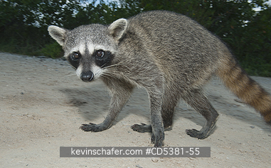 RACCOON, PYGMY: Pygmy Raccoon (Procyon pygmaeus) Endemic to Cozumel Island, Mexico : Critically Endangered