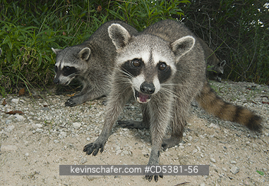 RACCOON, PYGMY: Pygmy Raccoon (Procyon pygmaeus) Endemic to Cozumel Island, Mexico : Critically Endangered