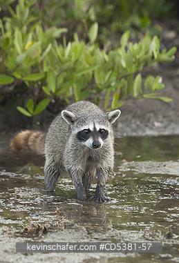 RACCOON, PYGMY: Pygmy Raccoon (Procyon pygmaeus) Endemic to Cozumel Island, Mexico : Critically Endangered