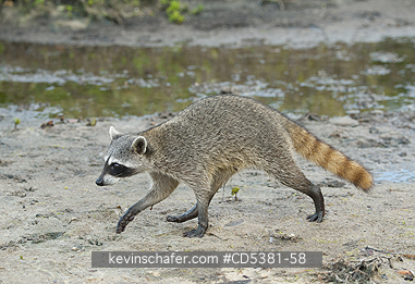 RACCOON, PYGMY:  Pygmy Raccoon (Procyon pygmaeus) Critically Endangered, Endemic to Cozumel island, Mexico