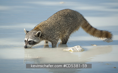 RACCOON, PYGMY:  Pygmy Raccoon (Procyon pygmaeus) Critically Endangered, Endemic to Cozumel island, Mexico