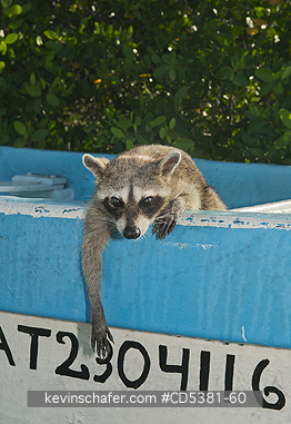 RACCOON, PYGMY:  Pygmy Raccoon (Procyon pygmaeus) Critically Endangered, Endemic to Cozumel island, Mexico : Resting in fishing boat