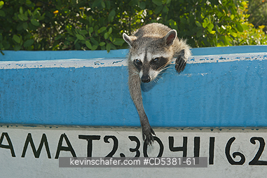 RACCOON, PYGMY:  Pygmy Raccoon (Procyon pygmaeus) Critically Endangered, Endemic to Cozumel island, Mexico: Resting in fishing boat