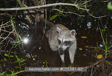 RACCOON, PYGMY:  Pygmy Raccoon (Procyon pygmaeus) Critically Endangered, Endemic to Cozumel island, Mexico