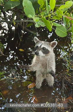 RACCOON, PYGMY:  Pygmy Raccoon (Procyon pygmaeus) Critically Endangered, Endemic to Cozumel island, Mexico