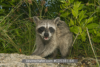 RACCOON, PYGMY:  Pygmy Raccoon (Procyon pygmaeus) Critically Endangered, Endemic to Cozumel island, Mexico
