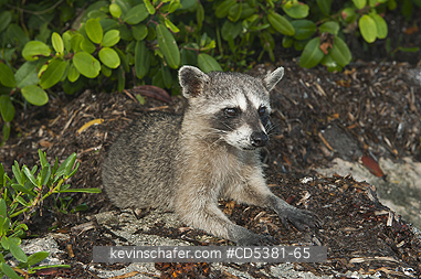 RACCOON, PYGMY:  Pygmy Raccoon (Procyon pygmaeus) Critically Endangered, Endemic to Cozumel island, Mexico