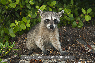 RACCOON, PYGMY:  Pygmy Raccoon (Procyon pygmaeus) Critically Endangered, Endemic to Cozumel island, Mexico