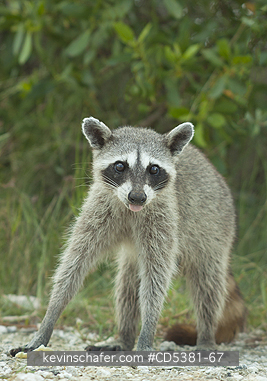RACCOON, PYGMY:  Pygmy Raccoon (Procyon pygmaeus) Critically Endangered, Endemic to Cozumel island, Mexico