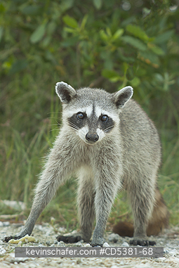 RACCOON, PYGMY:  Pygmy Raccoon (Procyon pygmaeus) Critically Endangered, Endemic to Cozumel island, Mexico