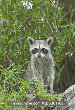RACCOON, PYGMY:  Pygmy Raccoon (Procyon pygmaeus) Critically Endangered, Endemic to Cozumel island, Mexico