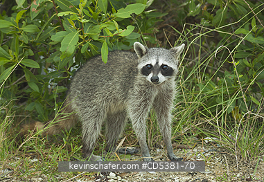 RACCOON, PYGMY:  Pygmy Raccoon (Procyon pygmaeus) Critically Endangered, Endemic to Cozumel island, Mexico
