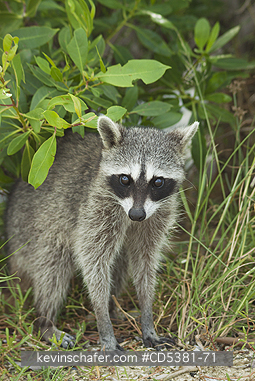 RACCOON, PYGMY:  Pygmy Raccoon (Procyon pygmaeus) Critically Endangered, Endemic to Cozumel island, Mexico