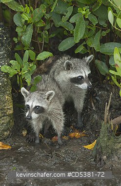 RACCOON, PYGMY:  Pygmy Raccoon (Procyon pygmaeus) Critically Endangered, Endemic to Cozumel island, Mexico