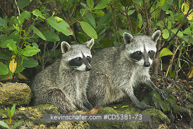 RACCOON, PYGMY:  Pygmy Raccoon (Procyon pygmaeus) Critically Endangered, Endemic to Cozumel island, Mexico