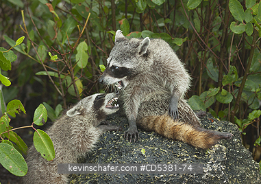RACCOON, PYGMY:  Pygmy Raccoon (Procyon pygmaeus) Critically Endangered, Endemic to Cozumel island, Mexico