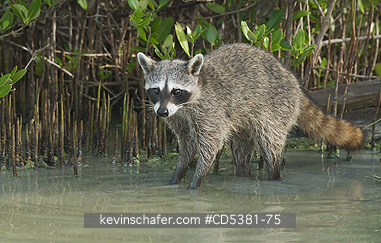 RACCOON, PYGMY:  Pygmy Raccoon (Procyon pygmaeus) Critically Endangered, Endemic to Cozumel island, Mexico