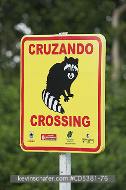 RACCOON, PYGMY:  Pygmy Raccoon (Procyon pygmaeus) Critically Endangered, Endemic to Cozumel island, Mexico