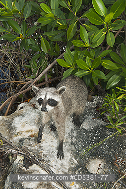 RACCOON, PYGMY:  Pygmy Raccoon (Procyon pygmaeus) Critically Endangered, Endemic to Cozumel island, Mexico