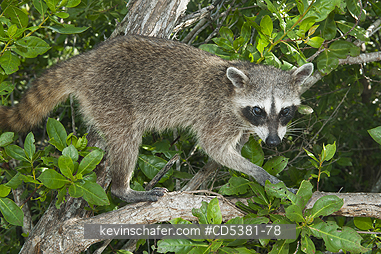 RACCOON, PYGMY:  Pygmy Raccoon (Procyon pygmaeus) Critically Endangered, Endemic to Cozumel island, Mexico