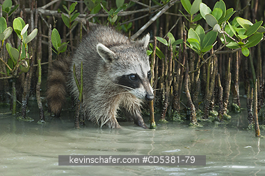 RACCOON, PYGMY:  Pygmy Raccoon (Procyon pygmaeus) Critically Endangered, Endemic to Cozumel island, Mexico