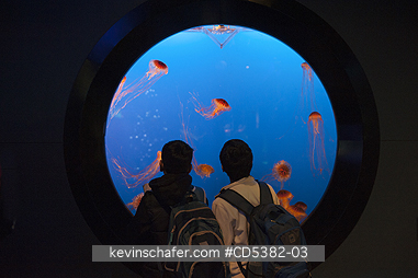 CANADA, CITIES: Boys watch Jellyfish exhibit, Vancouver Aquarium, Stanley park, Vancouver BC  Canada