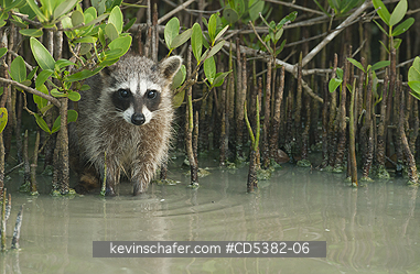 RACCOON, PYGMY: Pygmy Raccoon (Procyon pygmaeus) Critically endangered, Cozumel Island, Mexico. Less than 500 remain in existence.
