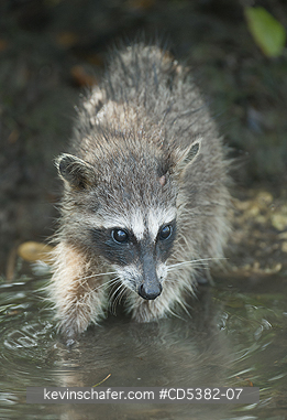 RACCOON, PYGMY: Pygmy Raccoon (Procyon pygmaeus) Critically endangered, Cozumel Island, Mexico. Less than 500 remain in existence.