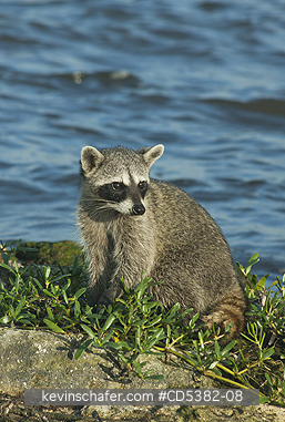 RACCOON, PYGMY: Pygmy Raccoon (Procyon pygmaeus) Critically endangered, Cozumel Island, Mexico. Less than 500 remain in existence.