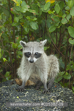 RACCOON, PYGMY: Pygmy Raccoon (Procyon pygmaeus) Critically endangered, Cozumel Island, Mexico. Less than 500 remain in existence.