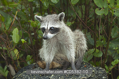 RACCOON, PYGMY: Pygmy Raccoon (Procyon pygmaeus) Critically endangered, Cozumel Island, Mexico. Less than 500 remain in existence.
