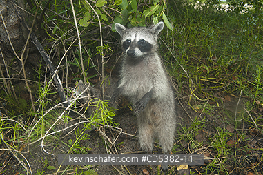RACCOON, PYGMY: Pygmy Raccoon (Procyon pygmaeus) Critically endangered, Cozumel Island, Mexico. Less than 500 remain in existence.