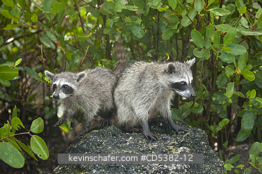 RACCOONS, PYGMY: Pygmy Raccoons (Procyon pygmaeus) Critically endangered, Cozumel Island, Mexico. Less than 500 remain in existence.