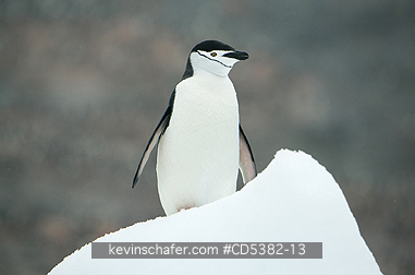 PENGUIN, CHINSTRAP: Chinstrap Penguin (Pygoscelis antarctica) Half Moon Island,  South Shetland islands, Antarctica