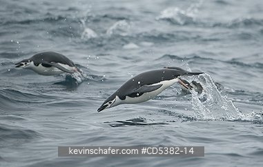 PENGUINS, CHINSTRAP: Chinstrap Penguin (Pygoscelis antarctica) Porpoising,  Antarctica