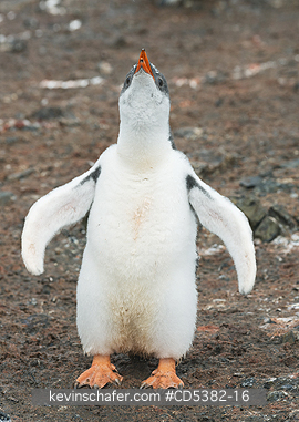 PENGUIN, GENTOO: Gentoo Penguin (Pygoscelis papua) Chick exercising flippers, Hannah Point, Antarctic Peninsula, Antarctica