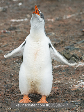 PENGUIN, GENTOO: Gentoo Penguin (Pygoscelis papua) Chick exercising flippers, Hannah Point, Antarctic Peninsula, Antarctica