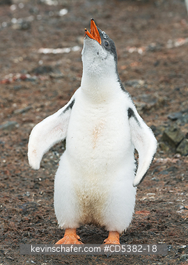 PENGUIN, GENTOO: Gentoo Penguin (Pygoscelis papua) Chick exercising flippers, Hannah Point, Antarctic Peninsula, Antarctica