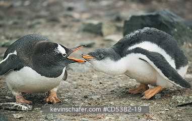 PENGUINS, GENTOO: Gentoo Penguin (Pygoscelis papua) Chick begging for food, Hannah Point, Antarctic Peninsula, Antarctica